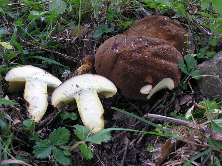 Boletus fragrans